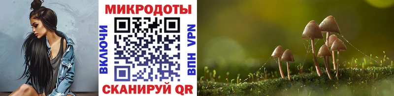 где купить   Чекалин  Галлюциногенные грибы MAGIC MUSHROOMS 